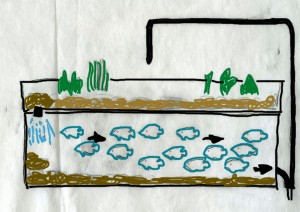 A sketch of what a proposed aquaponic system could look like. (Illustration by Courtney Pappas)